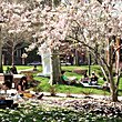 Pratt's Brooklyn Campus in the beautiful Clinton Hill section of Brooklyn. Photo credit: Bob Handelman 