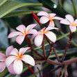 Liliette Graca