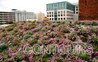 CONTOURS: Designing the Green Roof