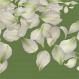 Rifkin Design