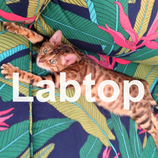 LABTOP