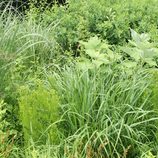 Verdant Gardens Design