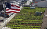 Rooftop Farms to Deal with Growing Food Crisis