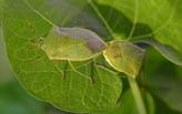 Learning from stinkbugs