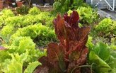 NSAD Landscape Architecture Chair Curates Urban Food Gardens Exhibit