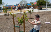 Growing "Fruit Activists" and "social art" 
