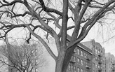 Mitch Epstein: “New York Arbor”
