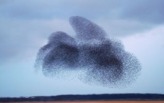 INVASIVE OF THE HOUR - Starlings