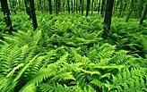 Green Thread Central