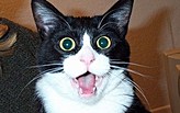 Animal Architecture Awards...Is NOT Animal Architecture!!!