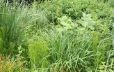 Landscape Architect/Designer 