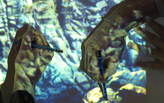 2013 National Design Award Winner James Wines among speakers at Saturday 5/11 "WWW Drawing" symposium in NY