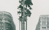 First, the Forests