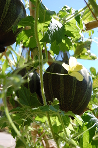 Promiscuous Production/Bitter Melon Trellis (2010)