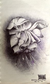 SHL Artwork