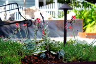 Steel Garden