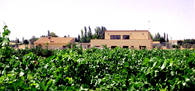 House among vineyards