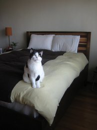Bed and headboard