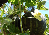 Promiscuous Production/Bitter Melon Trellis (2010)