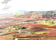 Landscape, Architecture & Wine