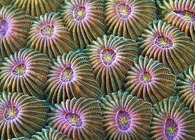 Kalyx