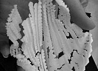 Digital Fabrication