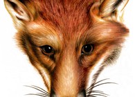 Fox Portrait