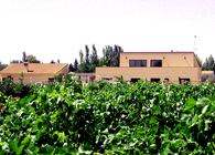 House among vineyards
