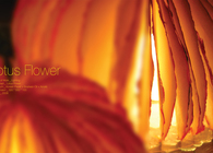 Lotus Flower