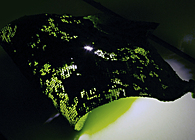 Night Lamp