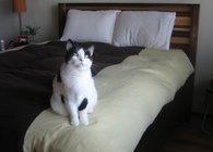 Bed and headboard