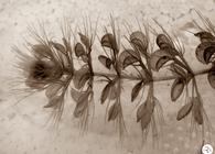 Biomimetic Genomes