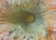 Glass Model + Glassblowing lesson at Corning, NY