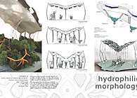 Hydrophilic Morphology