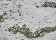 Birch Bark Series