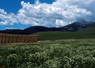 The Horse Shelter