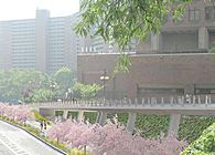Pedestrian Bridge for The City of New York