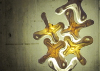 Negative Translucency 