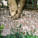 Cabbagetown Garden in Toronto, Canada by PLANT Architect Inc.