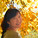 Feifei Wang