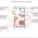 llustrative Micro-Unit Layout @275 sf via adAPT NYC