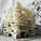 Undergraduate Thesis - Inhabiting Porosity by Allie Jarett