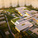 Aerial view of 'Fields of Knowledge' 