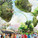 Crystal Garden, 