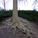 Tree root grasping the hill of the Louisiana Museum