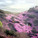 Azalea on sunny slope hill © West 8 urban design & landscape architecture