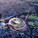 Cox Architecture pty Ltd (Image: Japan Sport Council)