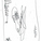 Sketch of poster from Pentagram's website