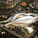 Zaha Hadid Architects (Image- Japan Sport Council)