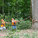 The selected tulip poplar tree was located in a stand of trees sold as timber outside Lapel, Indiana. A crane supported the top of the tree as the loggers rigged the bottom. Courtesy Visiondivision.